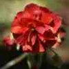 Helianthemum Amabile Plenum - Abriachan Nurseries
